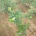 蓝丰蓝莓鲜果6~8mm以上