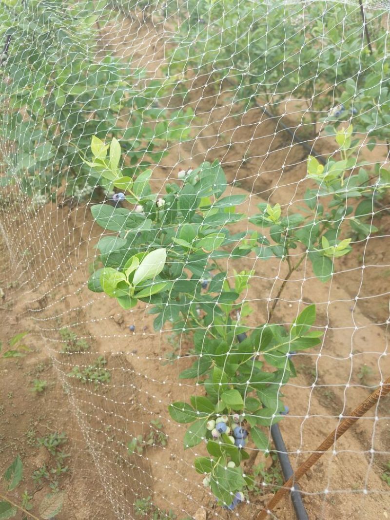 蓝丰蓝莓鲜果6~8mm以上