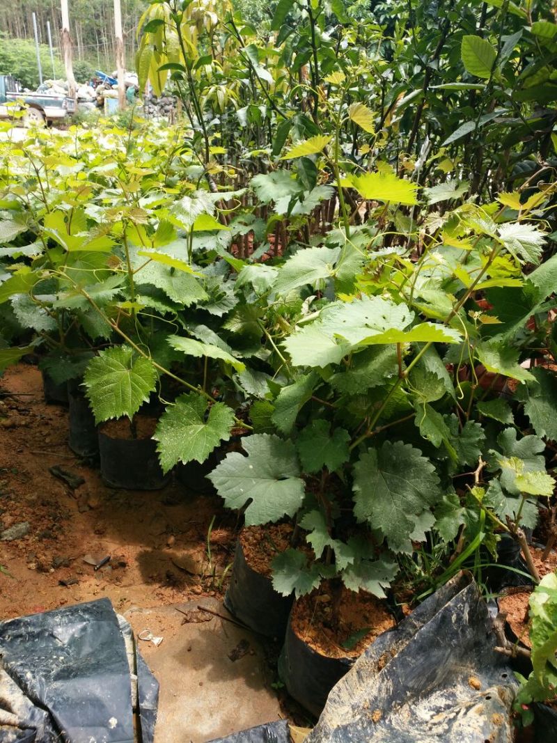 夏黑葡萄苗可视频看货支持线上交易产地直销