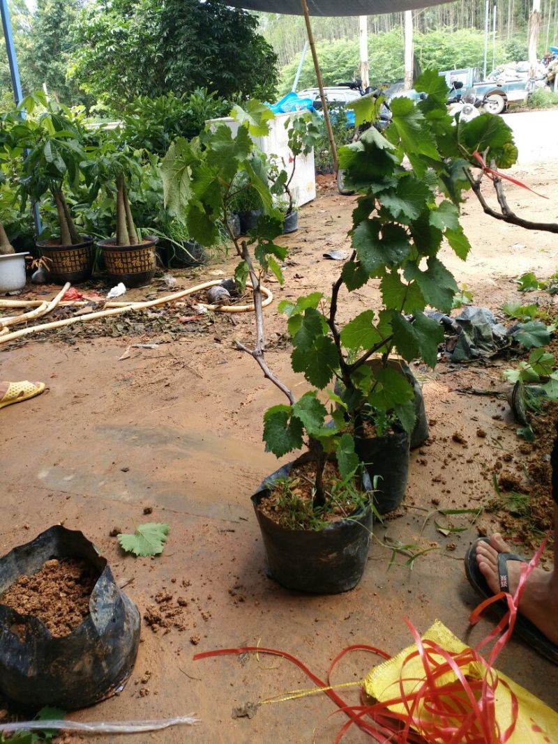 夏黑葡萄苗可视频看货支持线上交易产地直销