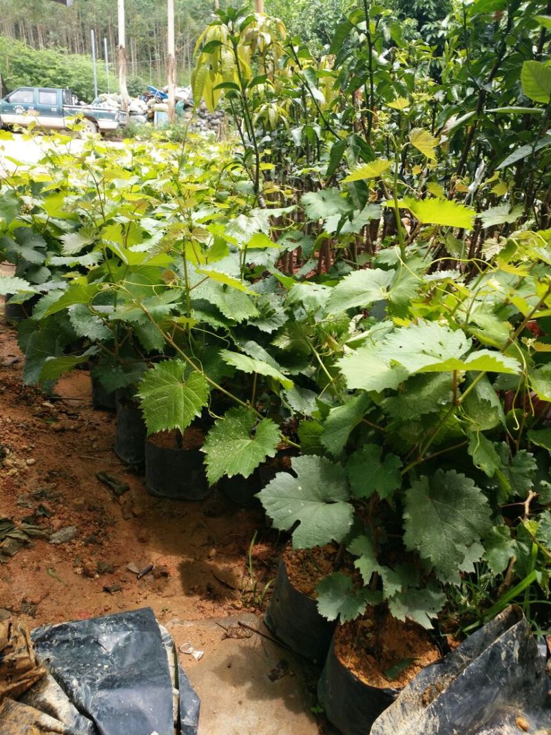 夏黑葡萄苗可视频看货支持线上交易产地直销