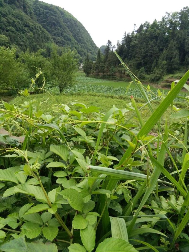 绞股蓝，七叶正品野生绞股蓝，量大从优，