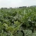 2025产新美都西瓜6斤打底8.0-9成熟1茬