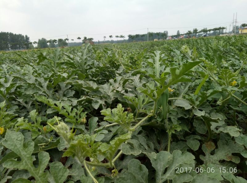 2025产新美都西瓜6斤打底8.0-9成熟1茬
