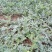 2025产新美都西瓜6斤打底8.0-9成熟1茬