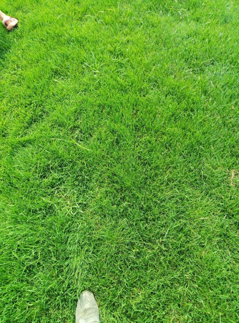草坪草