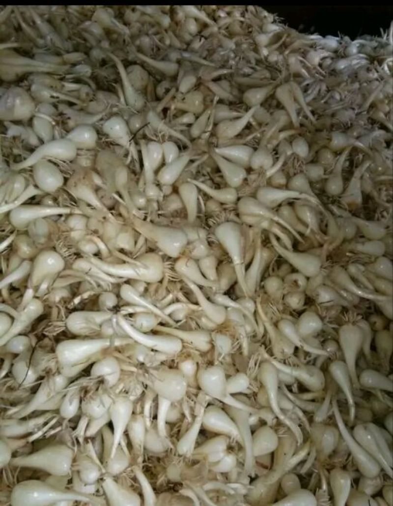 荞头农家自种绿色食品
