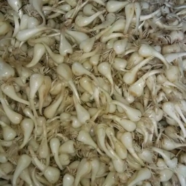 荞头农家自种绿色食品