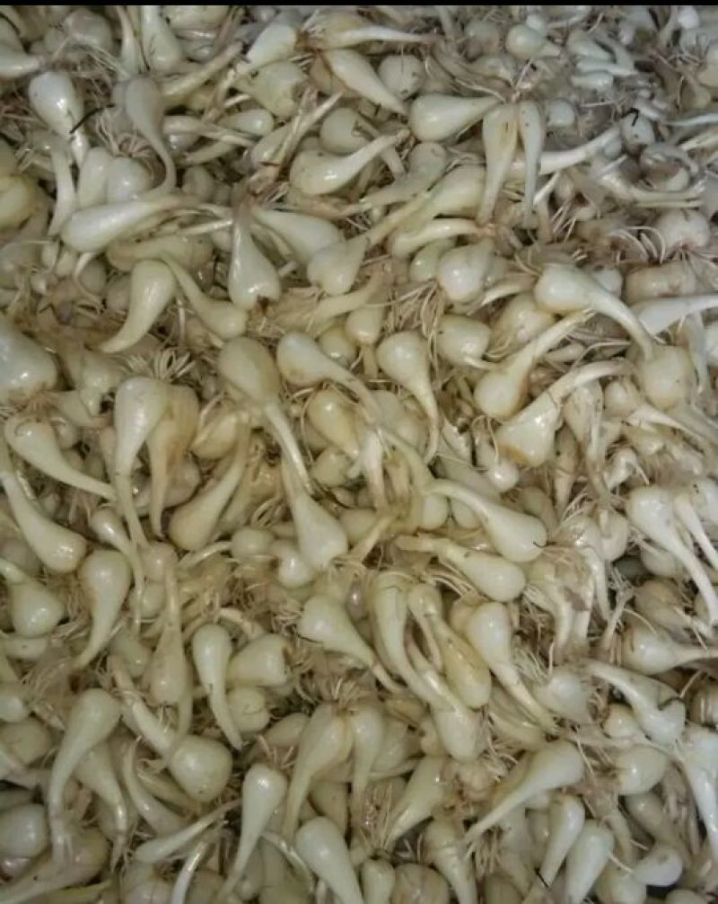 荞头农家自种绿色食品