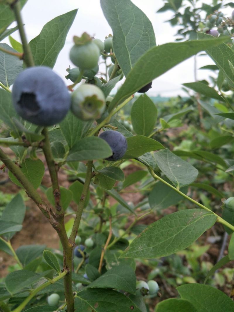 蓝丰蓝莓鲜果6~8mm以上