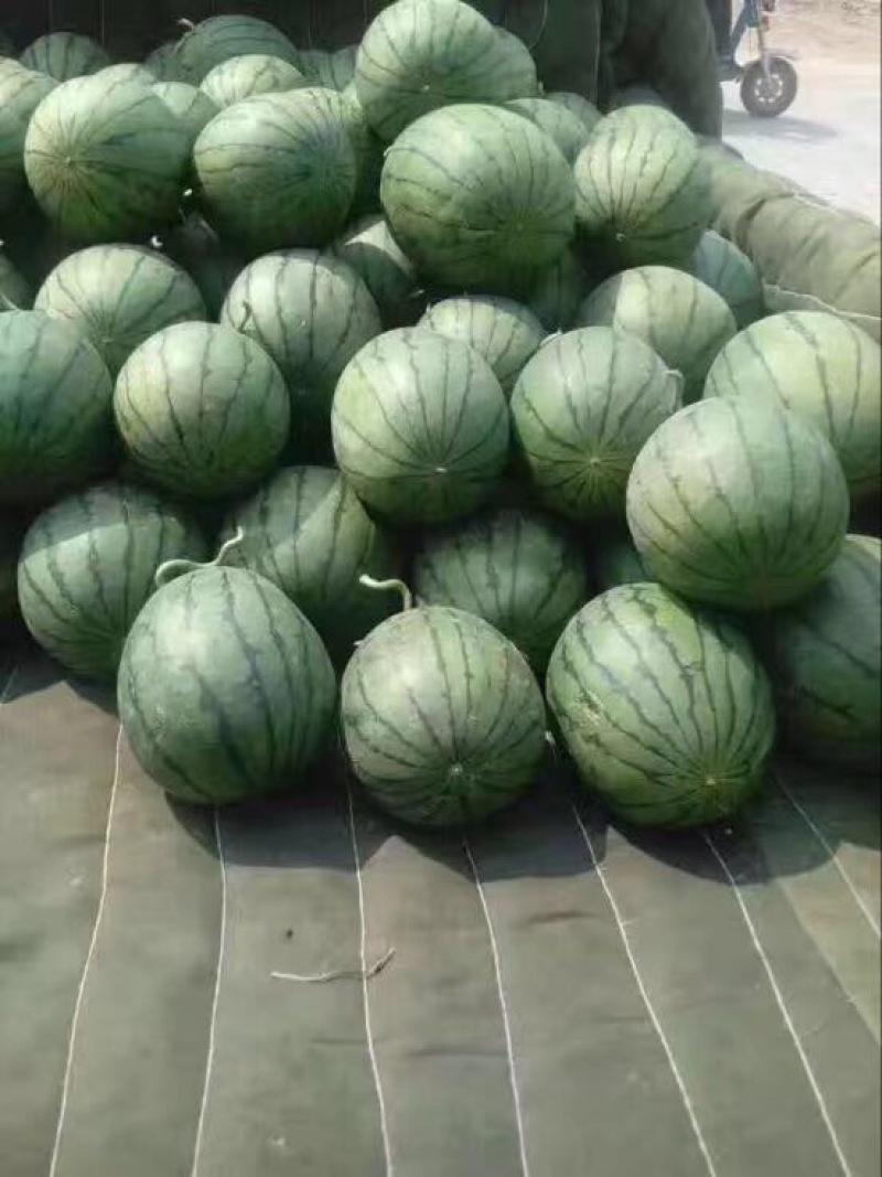 早春红玉