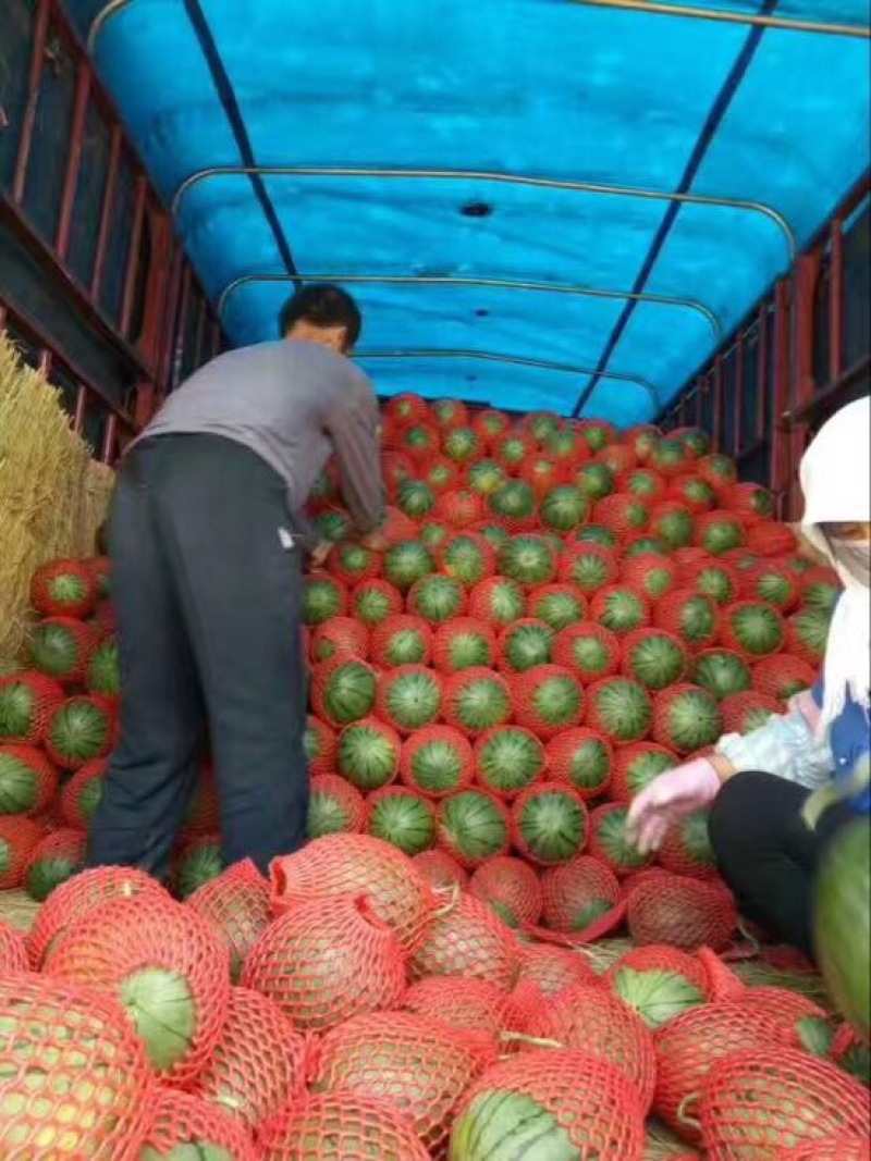 早春红玉