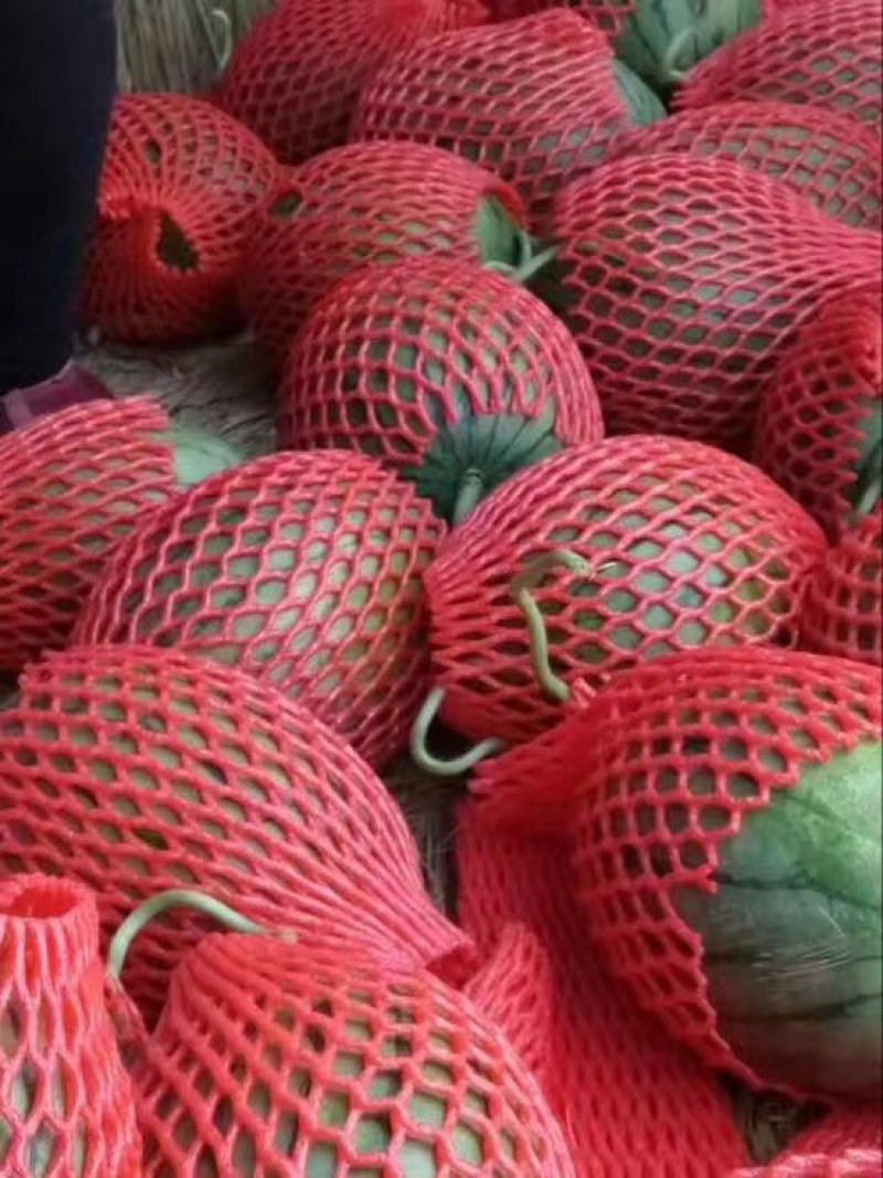 早春红玉