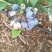 蓝丰蓝莓鲜果6~8mm以上