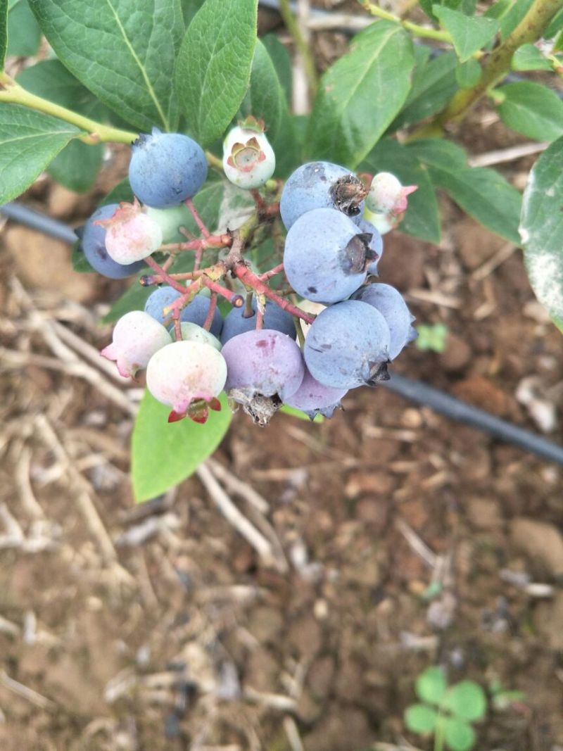 蓝丰蓝莓鲜果6~8mm以上