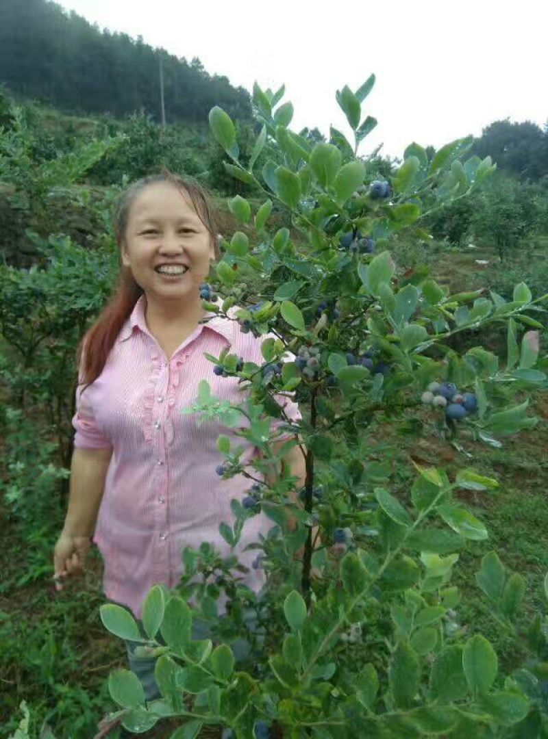 野生蓝莓鲜果