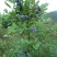 野生蓝莓鲜果