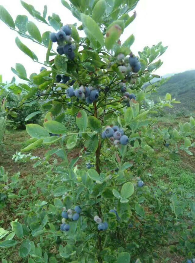 野生蓝莓鲜果