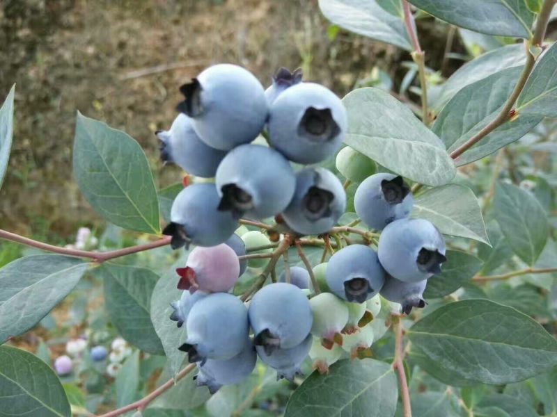 野生蓝莓鲜果