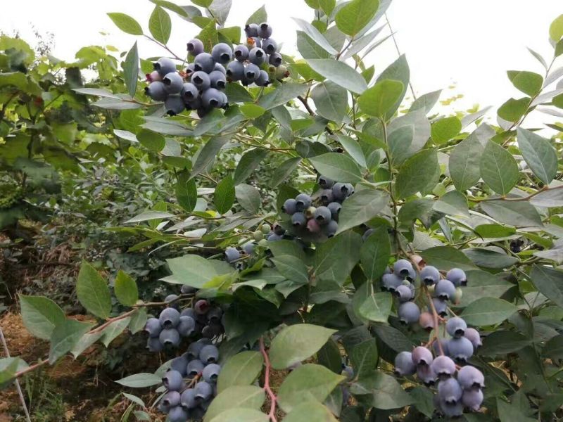 野生蓝莓鲜果