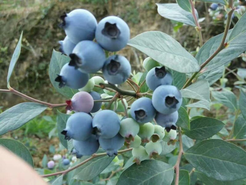 野生蓝莓鲜果