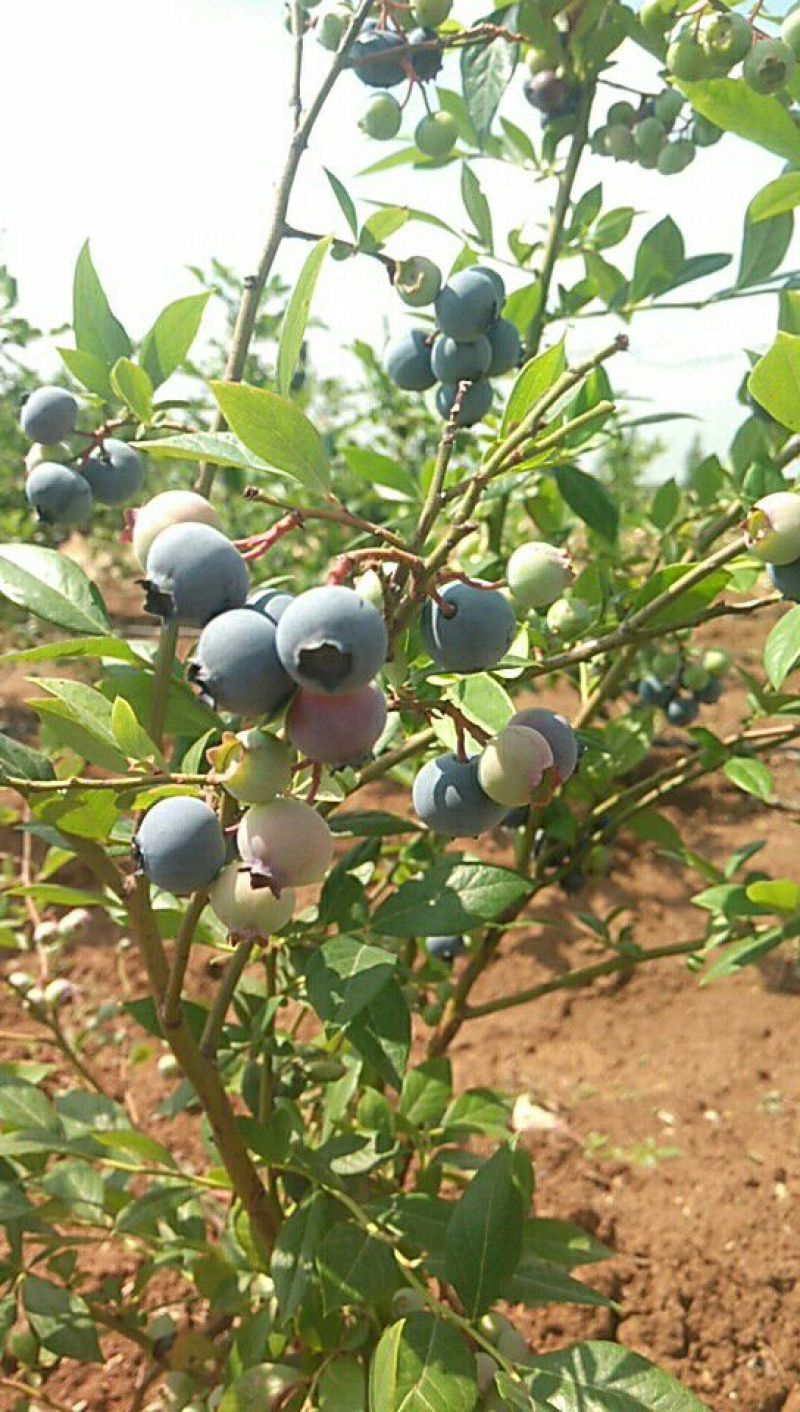 北高丛蓝莓鲜果10~12mm以上