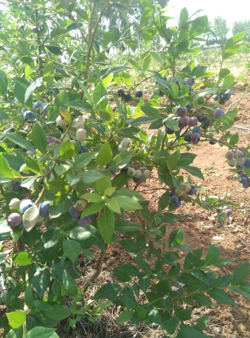 北高丛蓝莓鲜果10~12mm以上