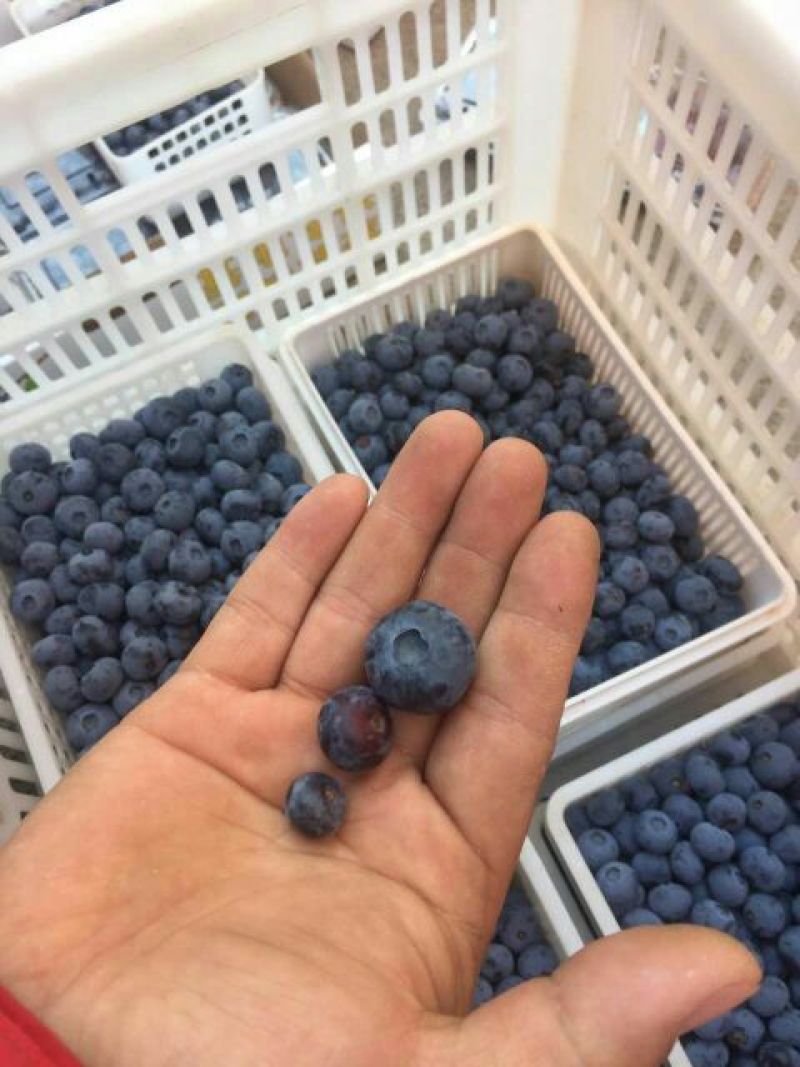 蓝莓鲜果10~12mm以上