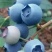 蓝莓鲜果10~12mm以上