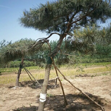 造型松10公分各种形态造型油松高矮都有