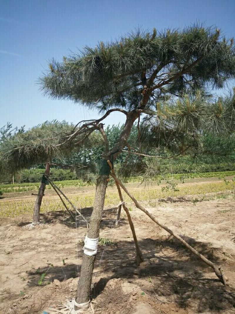 造型松10公分各种形态造型油松高矮都有