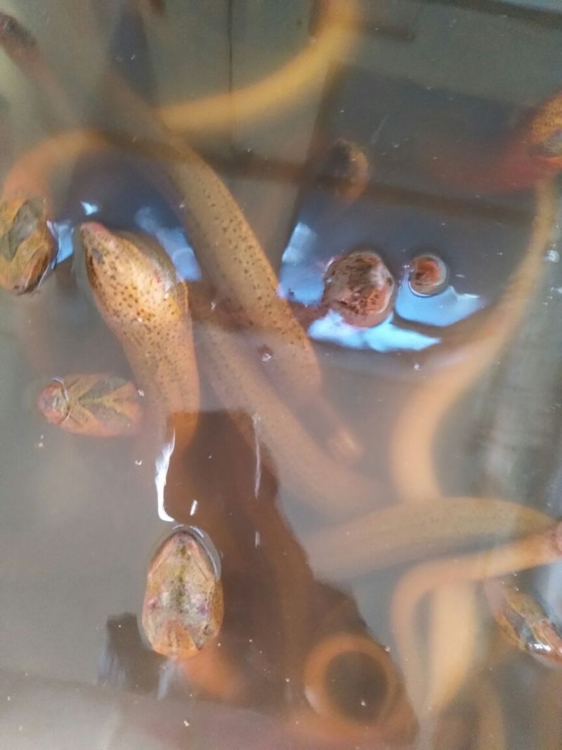 黄鳝食用活鱼微山湖自然生长全国各地均可直达