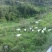 肉羊40~60斤/头