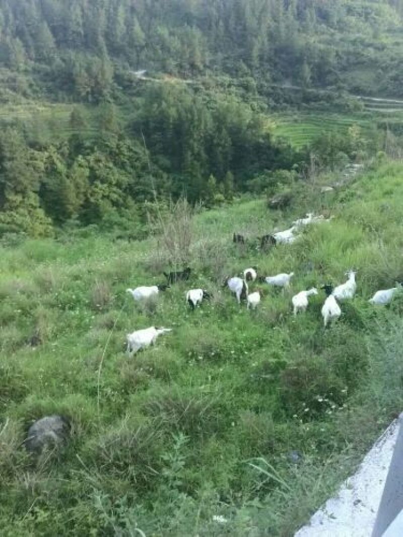 肉羊40~60斤/头
