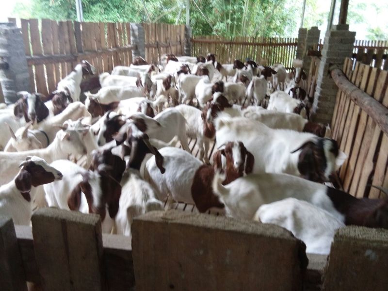 肉羊40~60斤/头