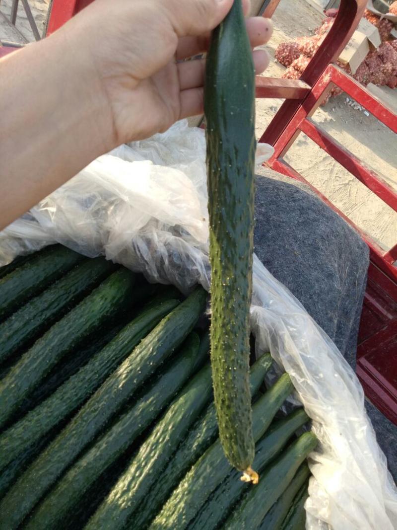 刺黄瓜25公分以上干花带刺
