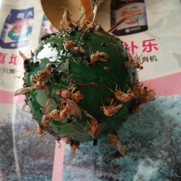 杀虫灯透蝇球