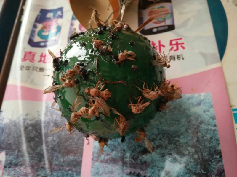 杀虫灯透蝇球