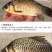 黄金鲫