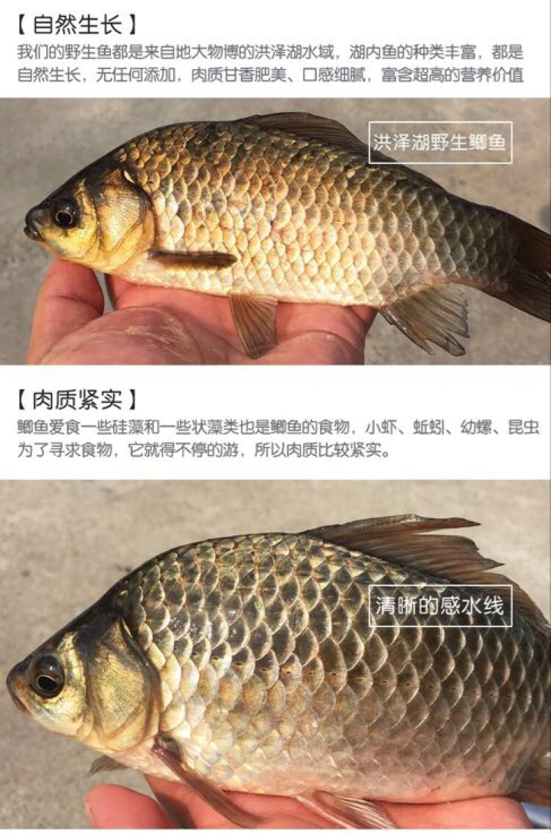 黄金鲫