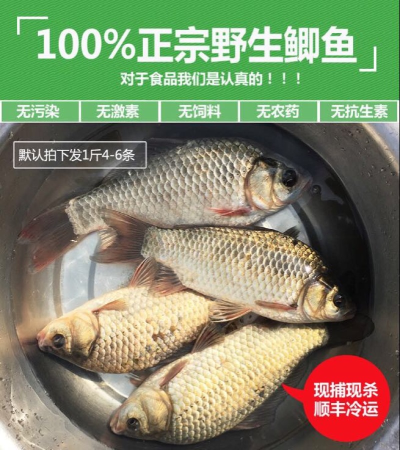 黄金鲫