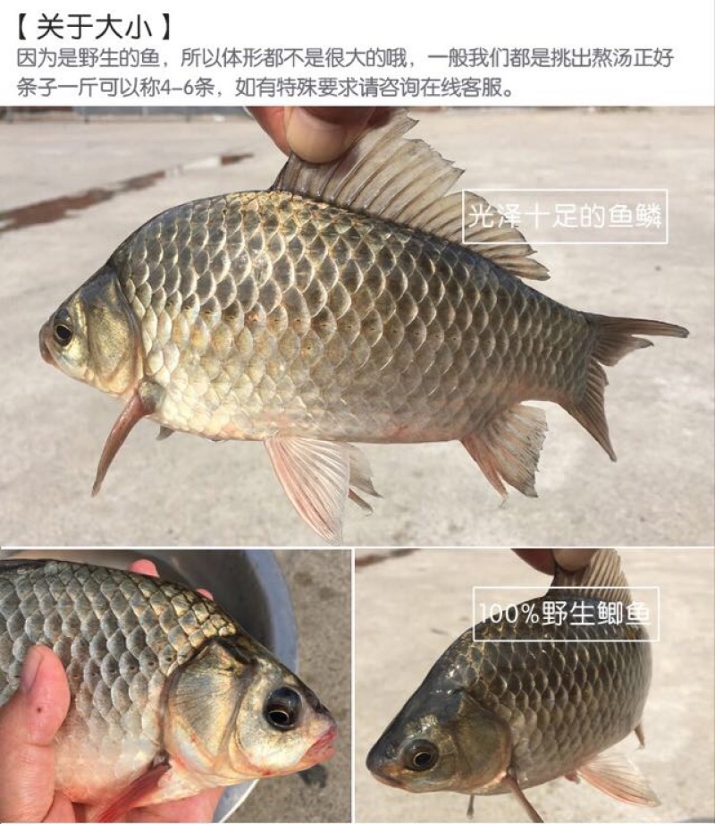 黄金鲫