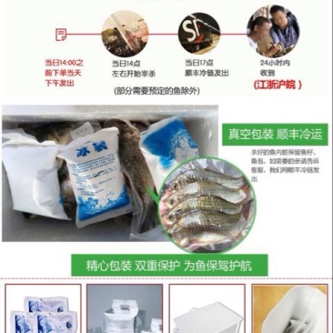 黄金鲫