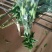 荷兰百合3~4凌源鲜花批发