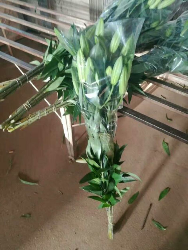 荷兰百合3~4凌源鲜花批发