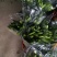 荷兰百合3~4凌源鲜花批发
