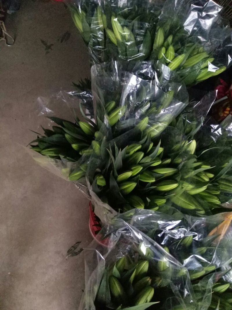 荷兰百合3~4凌源鲜花批发