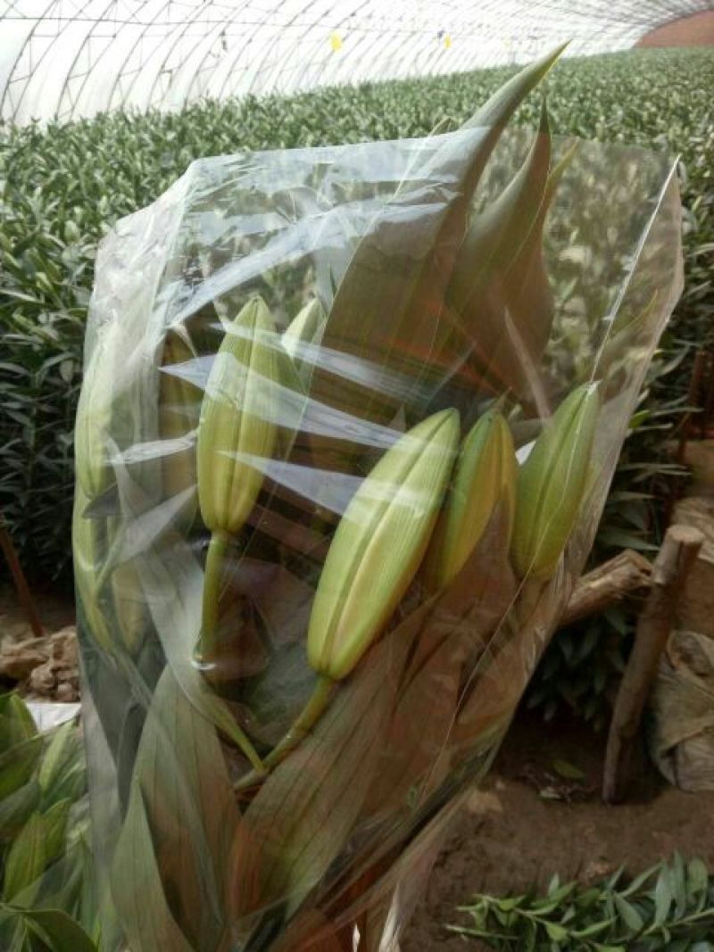 荷兰百合3~4凌源鲜花批发