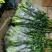 荷兰百合3~4凌源鲜花批发