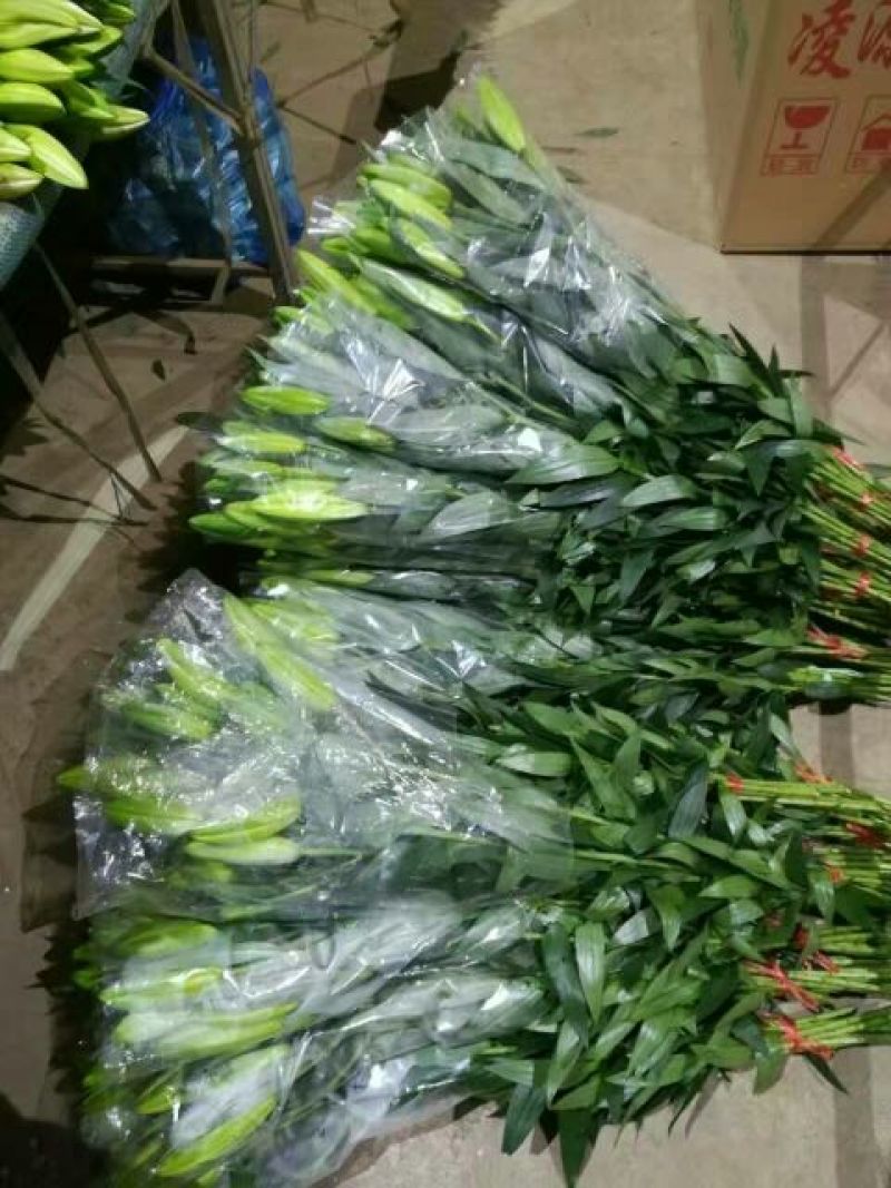 荷兰百合3~4凌源鲜花批发